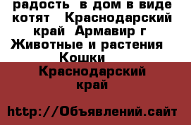 радость  в дом в виде котят - Краснодарский край, Армавир г. Животные и растения » Кошки   . Краснодарский край